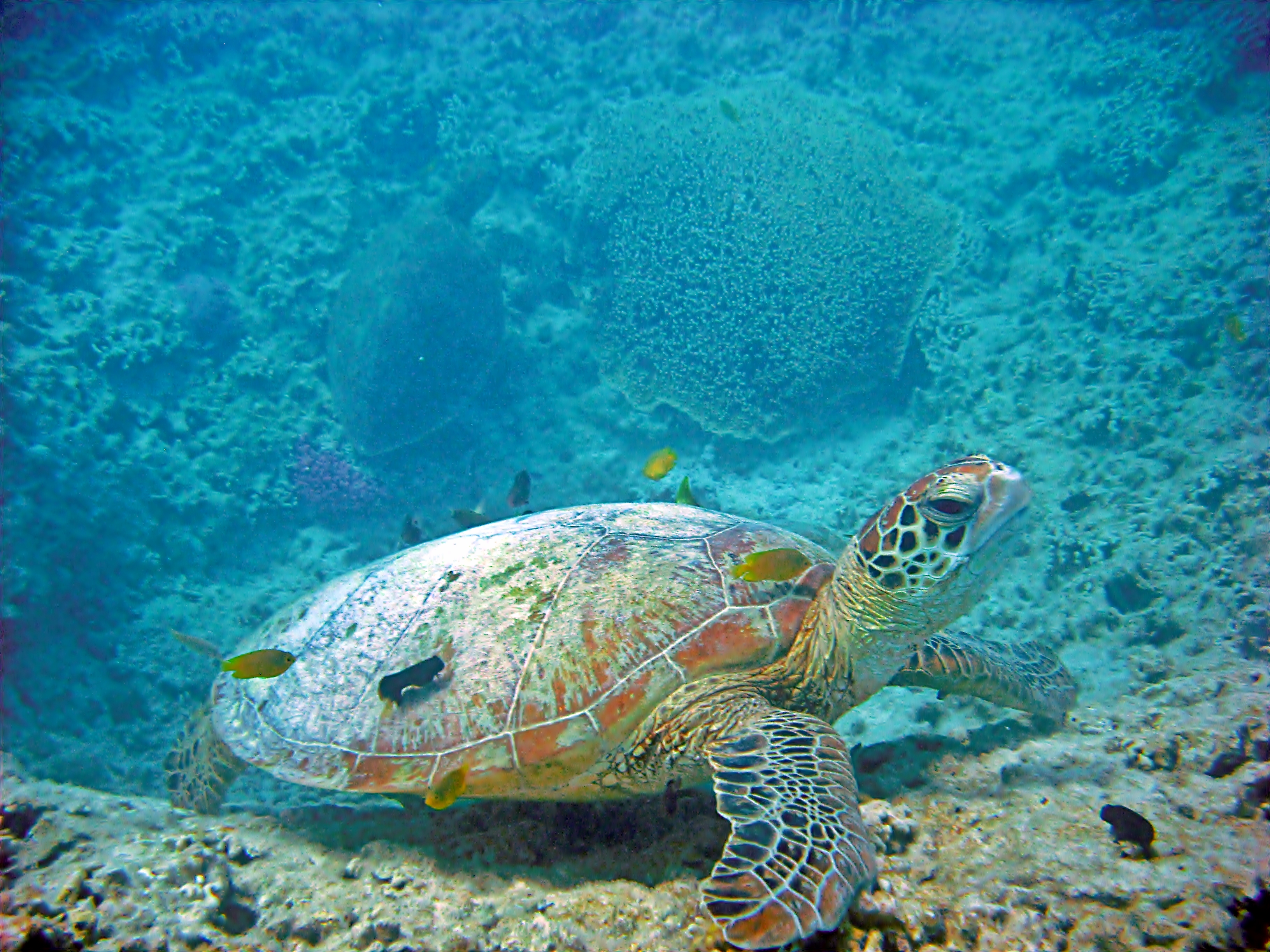 greatbarrierreef